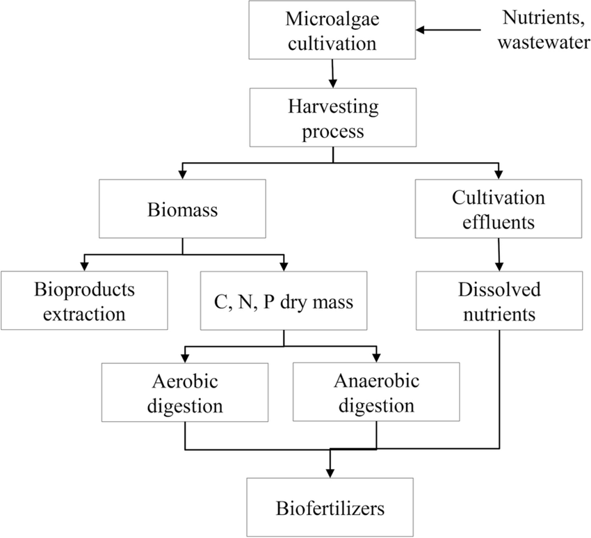 BIOFERTLIZER SCHEME GETS CENTRAL GOVERNMENT'S GREEN LIGHT 