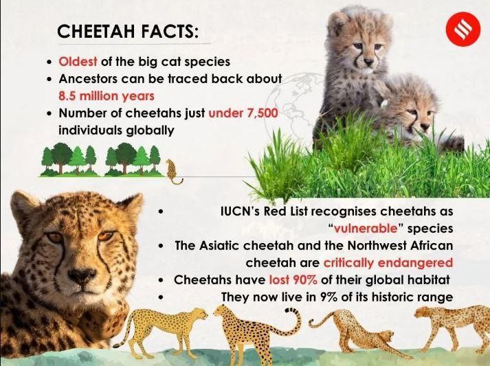 TEXT & CONTEXT: HOW ARE CHEETAHS FARING IN INDIA?