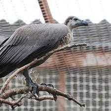 ENDANGERED HIMALAYAN VULTURE, BRED IN CAPTIVITY FOR THE FIRST TIME IN INDIA.